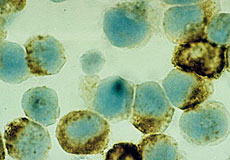 bl-cells