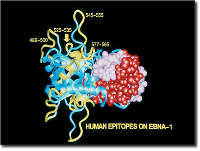 EBNA1-human-Ab-epitopes